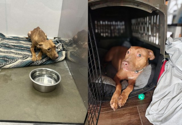 Animals Before And After Adoption (33 pics)