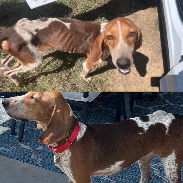 Animals Before And After Adoption (33 pics)