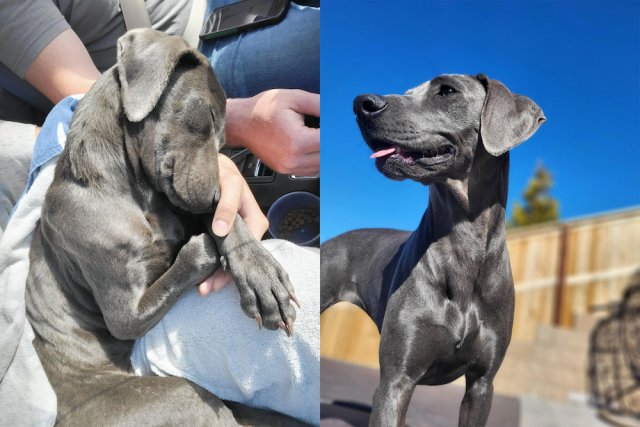Animals Before And After Adoption (33 pics)