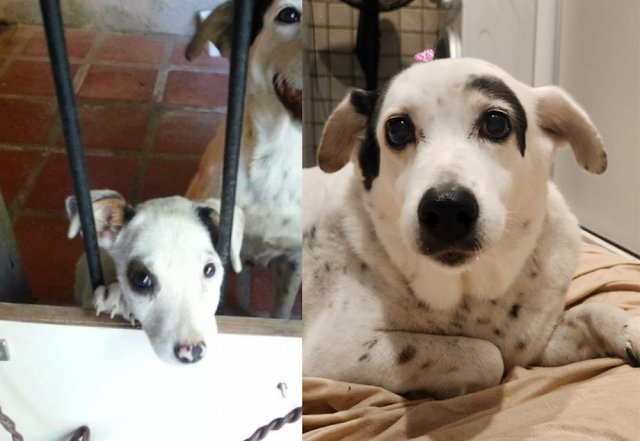 Animals Before And After Adoption (33 pics)