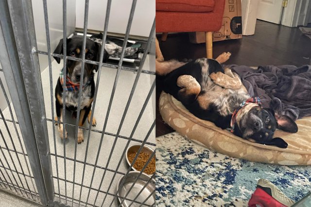 Animals Before And After Adoption (33 pics)