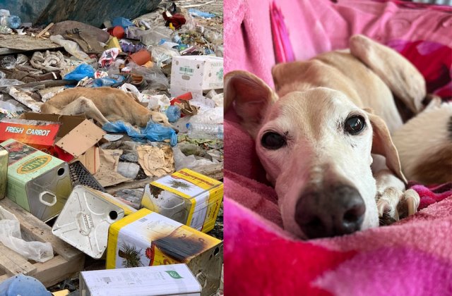 Animals Before And After Adoption (33 pics)