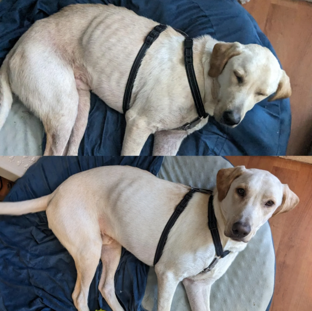 Animals Before And After Adoption (33 pics)