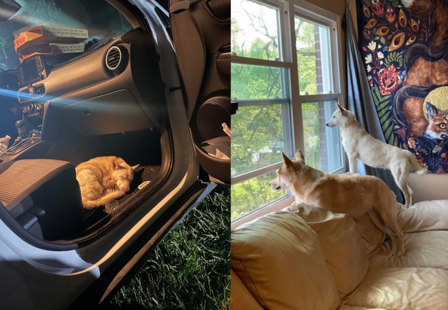 Animals Before And After Adoption (33 pics)
