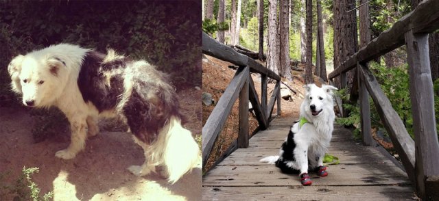 Animals Before And After Adoption (33 pics)