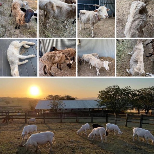 Animals Before And After Adoption (33 pics)