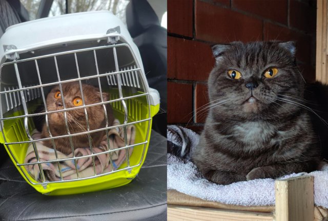 Animals Before And After Adoption (33 pics)