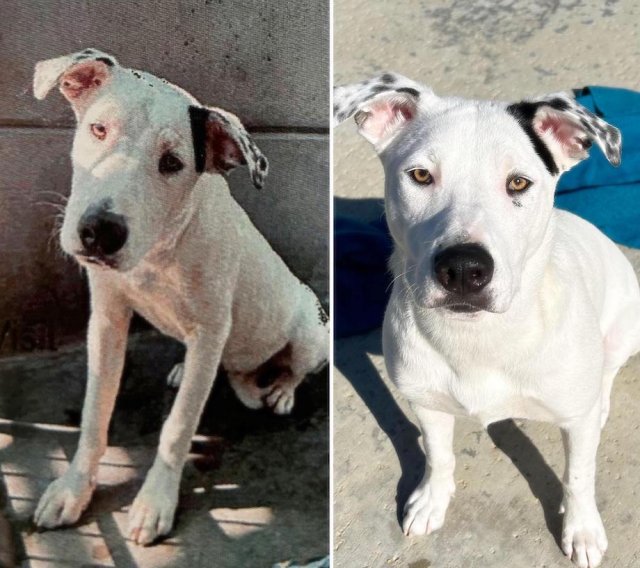 Animals Before And After Adoption (33 pics)