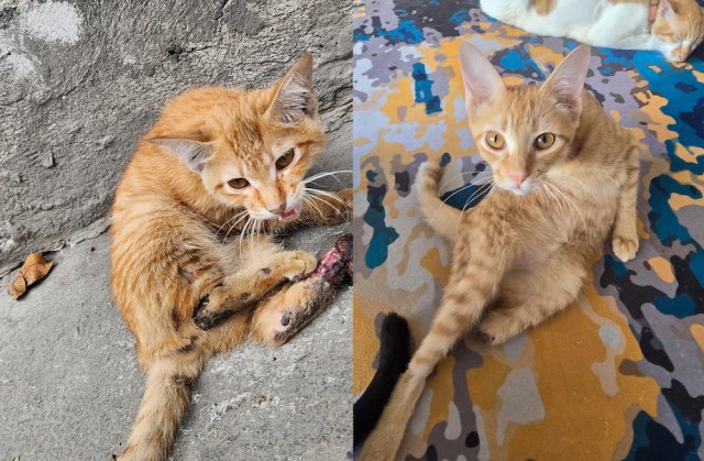 Animals Before And After Adoption (33 pics)