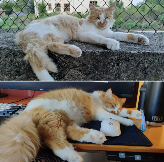 Animals Before And After Adoption (33 pics)