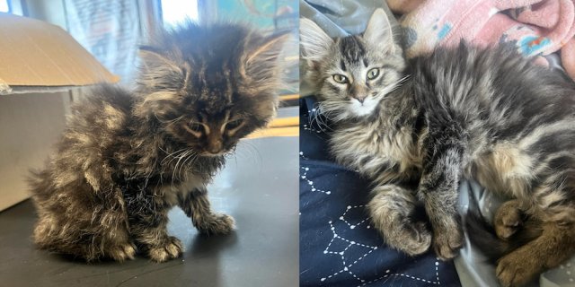 Animals Before And After Adoption (33 pics)