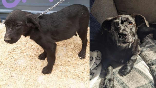 Animals Before And After Adoption (33 pics)
