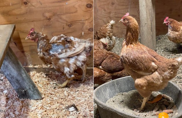 Animals Before And After Adoption (33 pics)