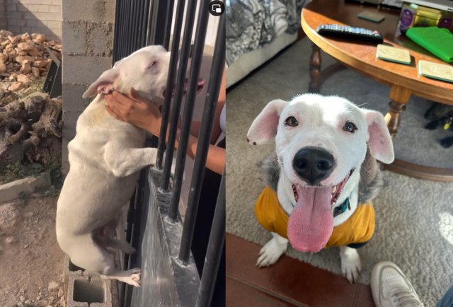 Animals Before And After Adoption (33 pics)