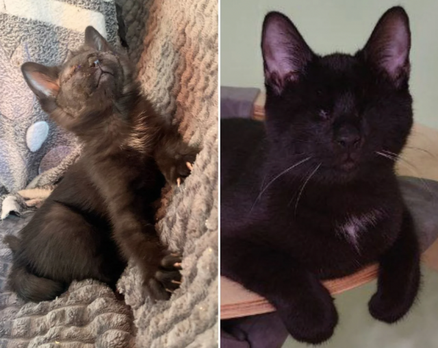 Animals Before And After Adoption (33 pics)