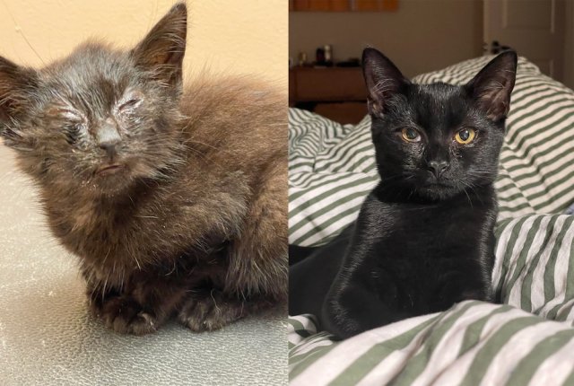 Animals Before And After Adoption (33 pics)