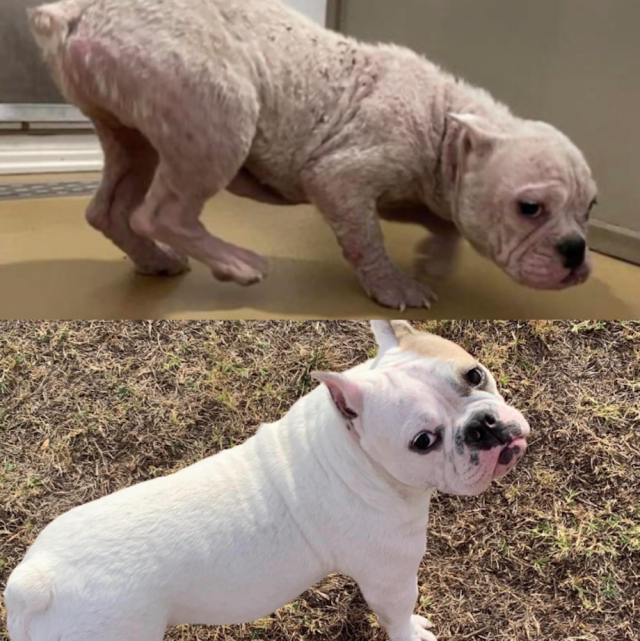 Animals Before And After Adoption (33 pics)