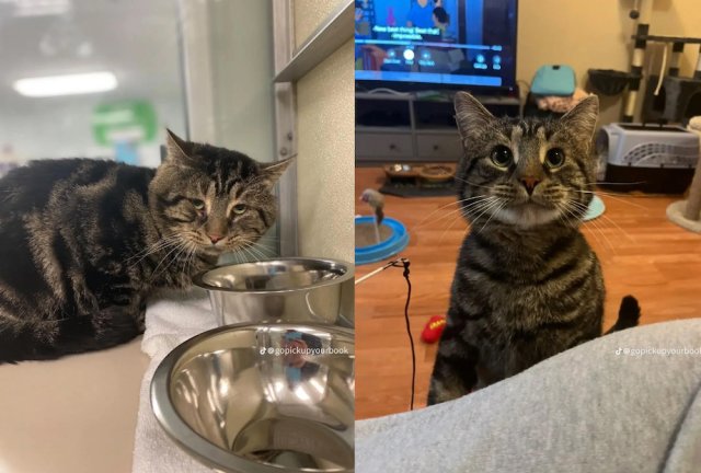 Animals Before And After Adoption (33 pics)