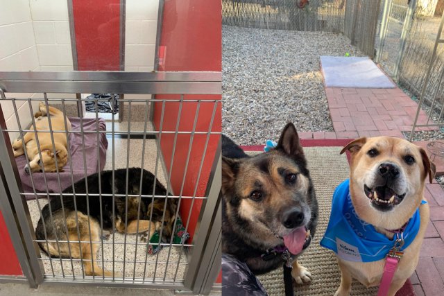 Animals Before And After Adoption (33 pics)