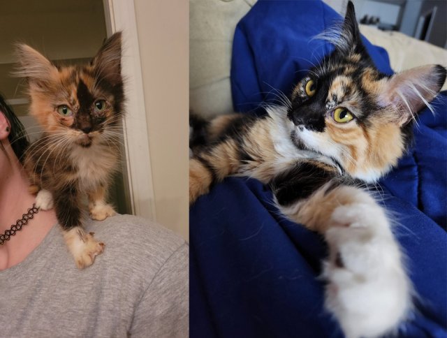 Animals Before And After Adoption (33 pics)