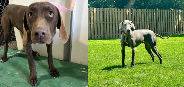 Animals Before And After Adoption (33 pics)