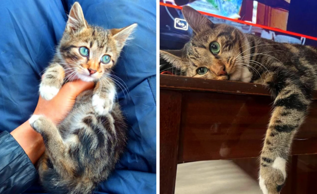 Animals Before And After Adoption (33 pics)
