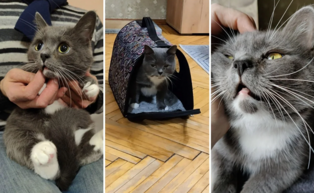 Animals Before And After Adoption (33 pics)