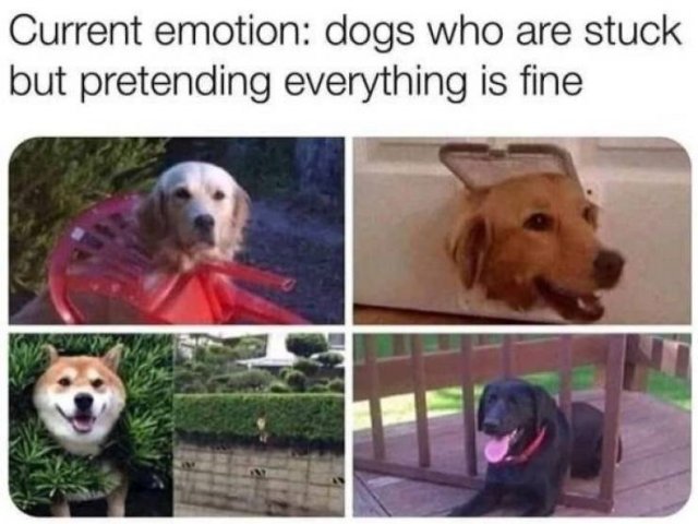 Funny Dogs (39 pics)