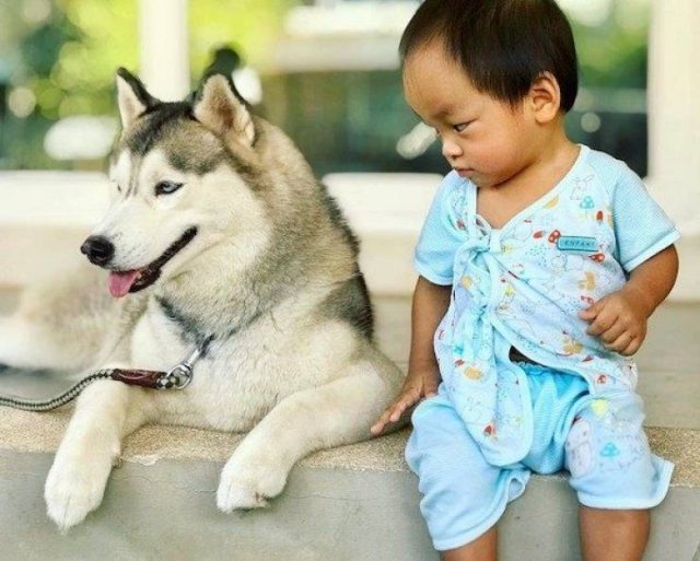 Funny Dogs (39 pics)