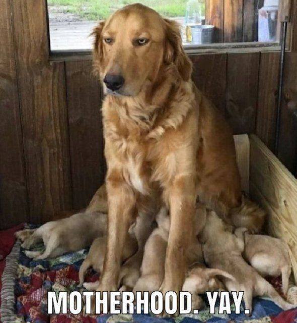 Funny Dogs (39 pics)