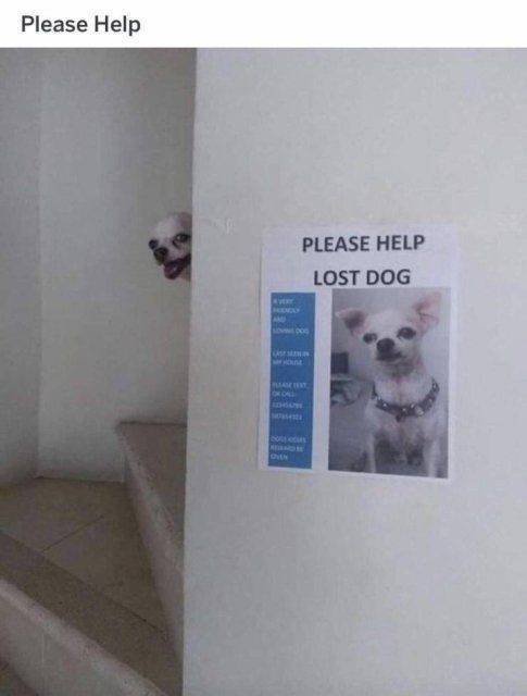 Funny Dogs (39 pics)