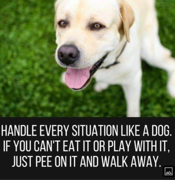 Funny Dogs (39 pics)