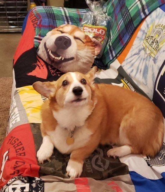 Funny Dogs (39 pics)
