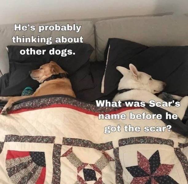 Funny Dogs (39 pics)