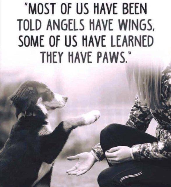 Funny Dogs (39 pics)