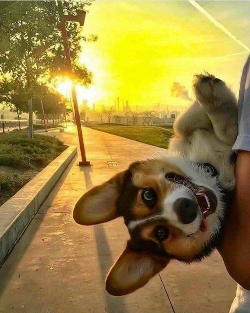 Funny Dogs (39 pics)