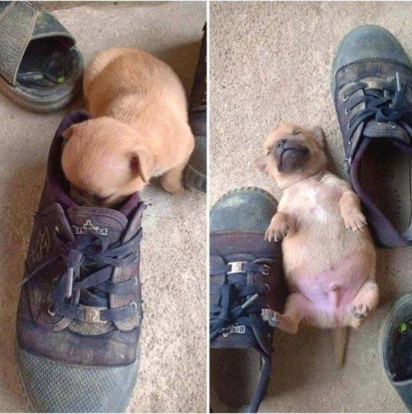 Funny Dogs (39 pics)