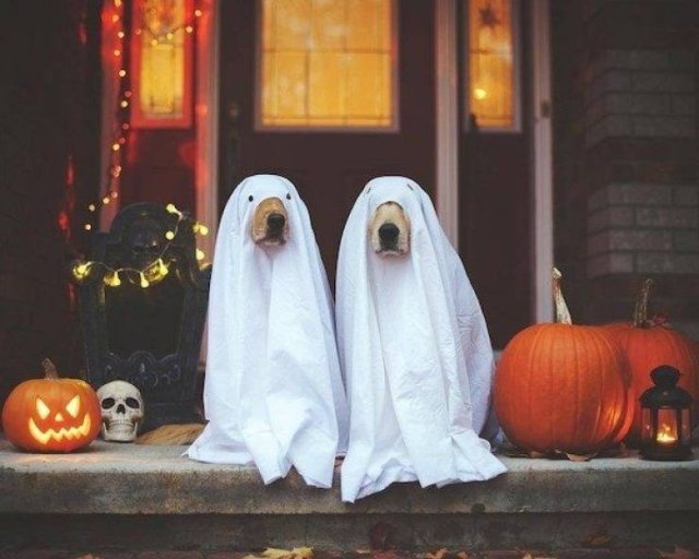 Funny Dogs (39 pics)