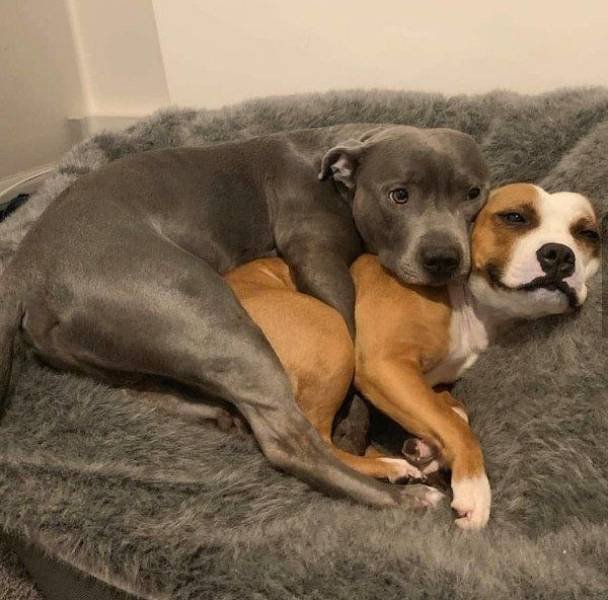 Funny Dogs (39 pics)