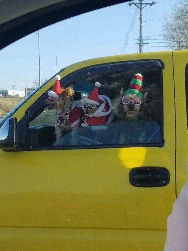 Funny Dogs (39 pics)