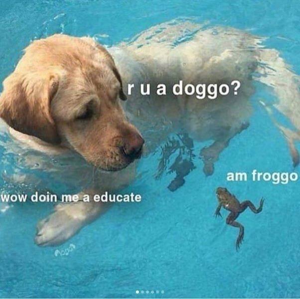 Funny Dogs (39 pics)