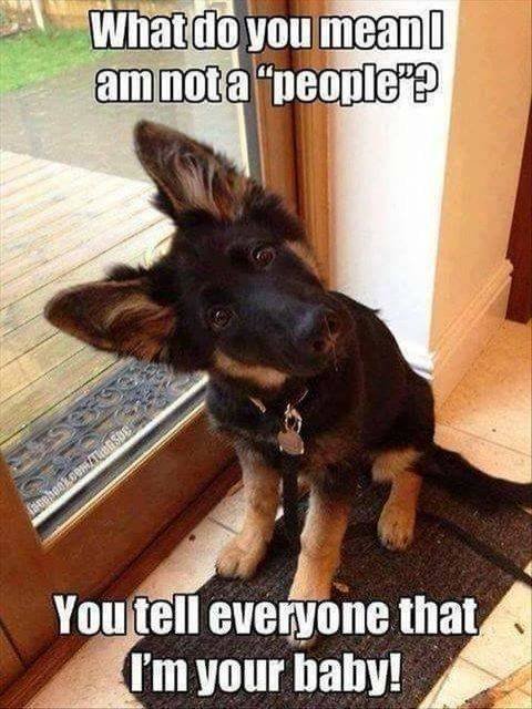 Funny Dogs (39 pics)