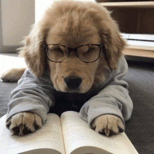 Funny Dogs (39 pics)