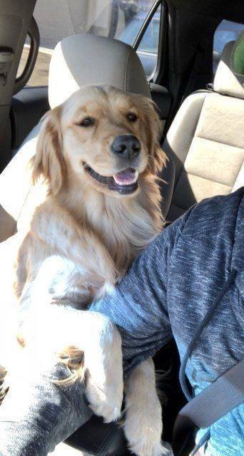 Funny Dogs (39 pics)
