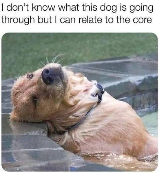 Funny Dogs (39 pics)