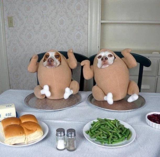 Funny Dogs (39 pics)