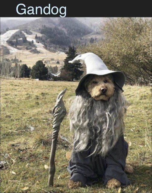 Funny Dogs (39 pics)