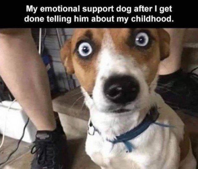 Funny Dogs (39 pics)