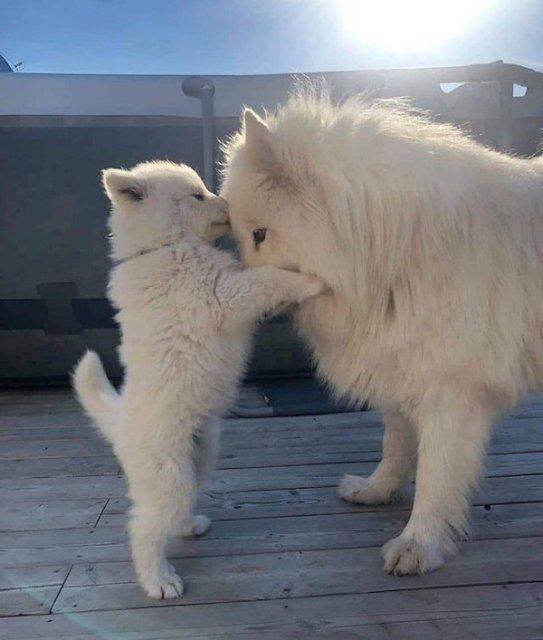 Funny Dogs (39 pics)