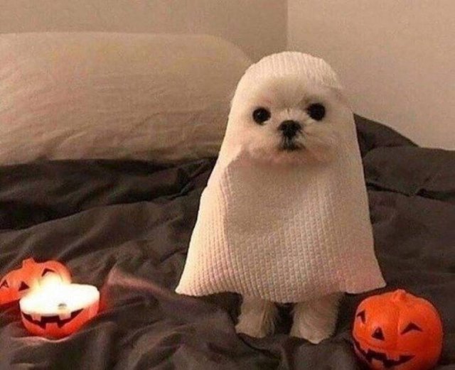 Funny Dogs (39 pics)
